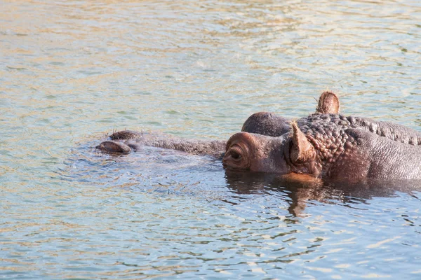 Hippopotamus hippo resting in the water. — Stock Photo, Image