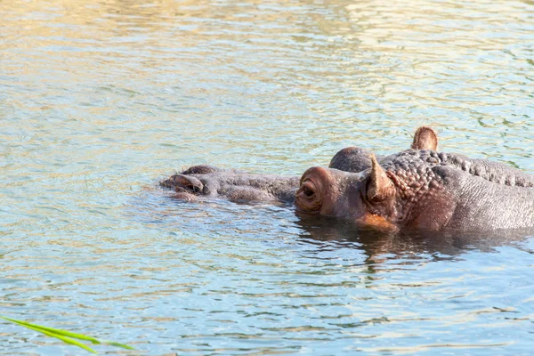 Hippopotamus hippo resting in the water. — Stock Photo, Image