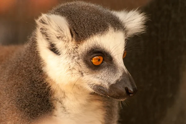 Anello coda lemuri proscimmie al sole — Foto Stock