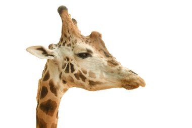 beyaz zemin üzerinde bir zürafa Close-Up