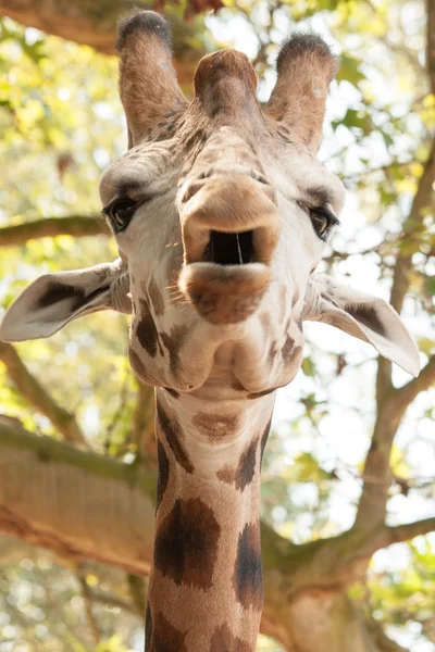 Primo piano di una giraffa divertente — Foto Stock