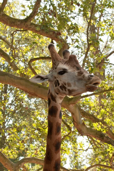 Nahaufnahme einer lustigen Giraffe — Stockfoto