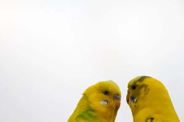 Iki parakeets yapma beyaz zemin üzerine aşk — Stok fotoğraf