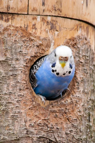 Parakeet comes out of his nest — Stock Photo, Image