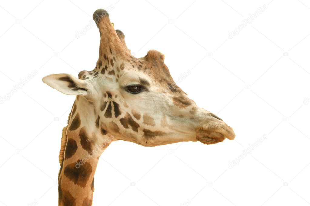 Close-up of a Giraffe on a white background