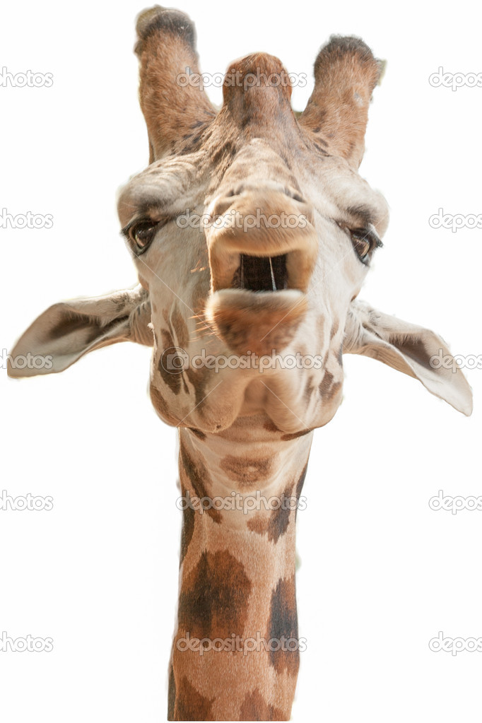 Close up of a funny giraffe