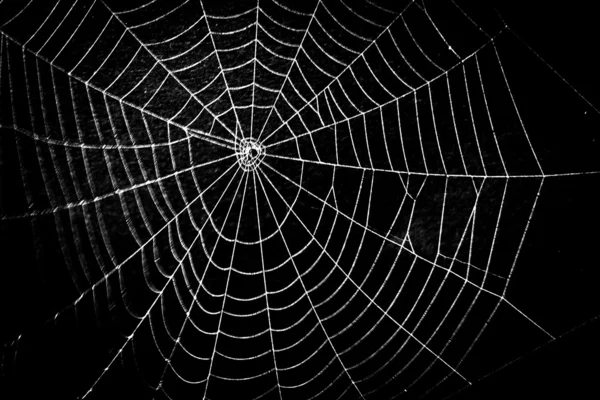 Bastante assustador assustador teia de aranha para halloween — Fotografia de Stock