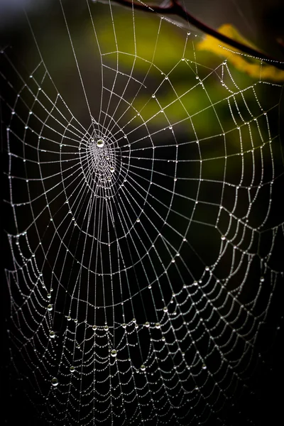 Destul de înfricoșător pânză de păianjen pentru Halloween — Fotografie, imagine de stoc
