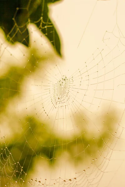 Pretty scary frightening spider web for halloween — Stock Photo, Image