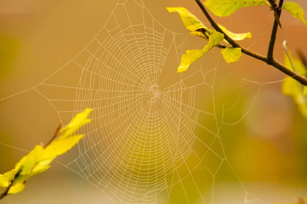 Halloween-ijesztő spiderweb Spider web minta — Stock Fotó
