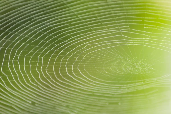 Spider web model pentru Halloween înfricoșător păianjen — Fotografie, imagine de stoc