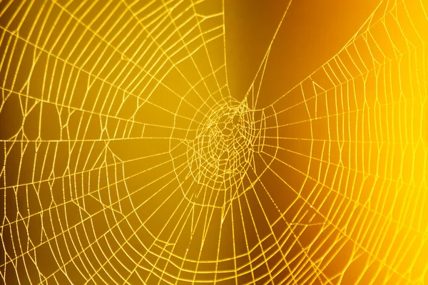 Spinnennetzmuster für gruselige Spinnennetze zu Halloween — Stockfoto