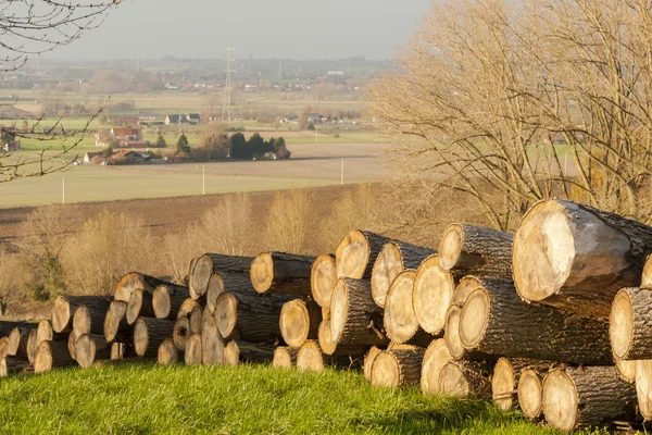 Gezaagd hout boomstammen in het najaar van Vlaanderen bos — Stockfoto
