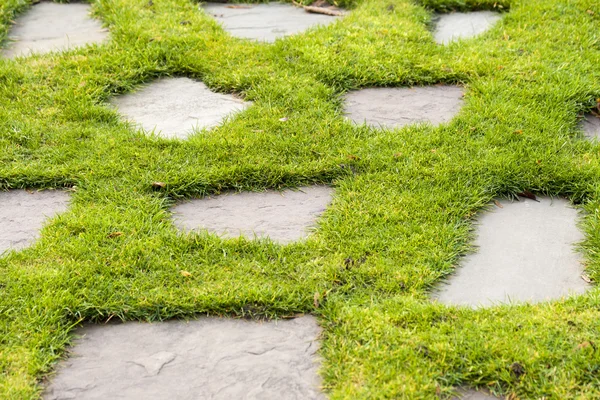 Каменная дорожка в саду зеленой травы — стоковое фото