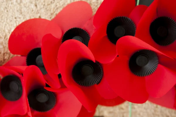 Poppy dag grote ter herdenking oorlog wereld Vlaanderen — Stockfoto