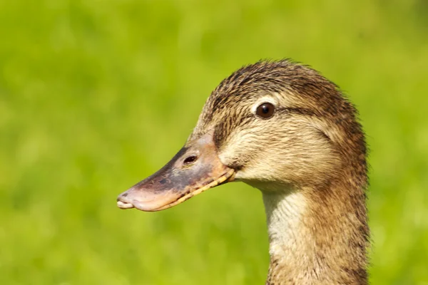 Hermoso salvaje patos cabeza en la luz del sol — Foto de Stock