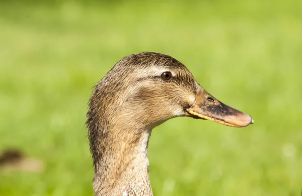 Beautiful wild ducks head in the sunlight — Stock Photo, Image