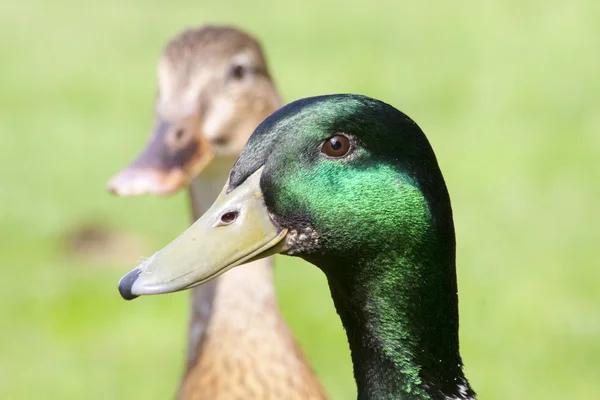 Beautiful wild ducks head in the sunlight — Stock Photo, Image