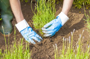 eldiven ve lavanta bahçedeki bot ile Bahçe
