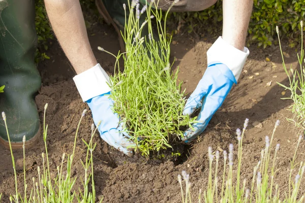 Giardinaggio con guanti e stivali nel giardino di lavanda — Foto Stock