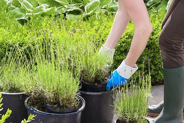 Gartenarbeit mit Handschuhen und Stiefeln im Lavendelgarten — Stockfoto