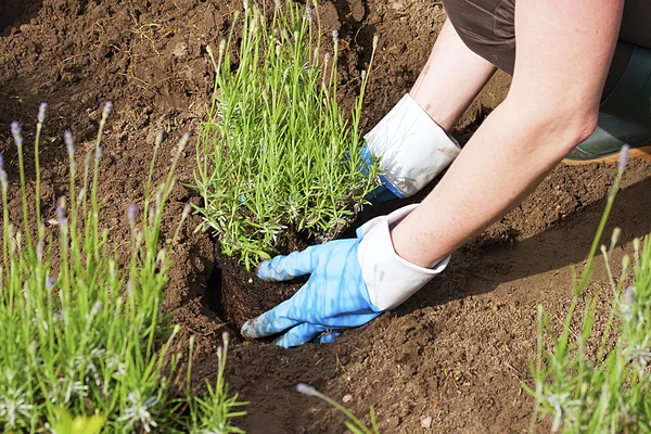 Gartenarbeit mit Handschuhen und Stiefeln im Lavendelgarten — Stockfoto