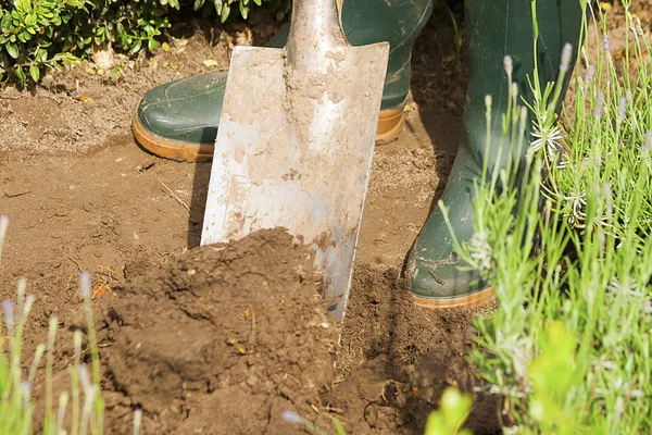 Gartenarbeit mit Handschuhen und Stiefeln im Lavendelgarten — Stockfoto