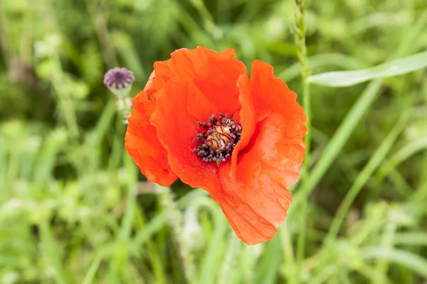 Röd vallmo anzac minnesdag världskriget — Stockfoto