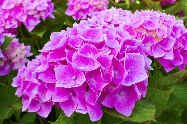 Teljes virágzás nagyon szép rózsaszín Hortenzia — Stock Fotó