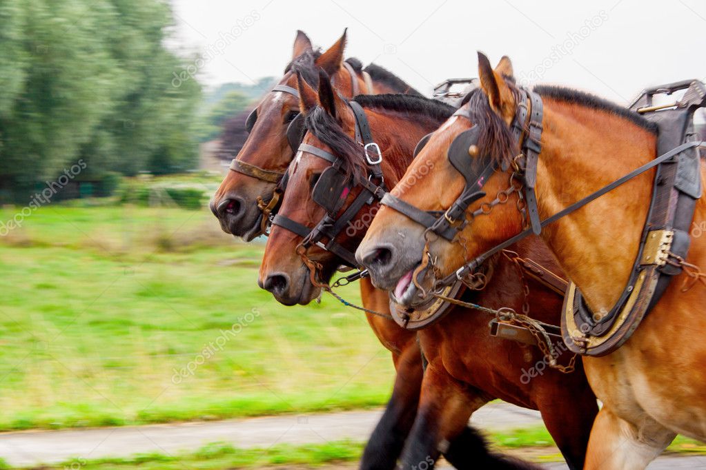 Three horses pulling a yoke and running