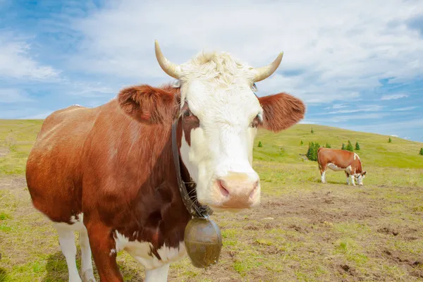 Cows in the mountains with horns and cowbells — Stock Photo, Image