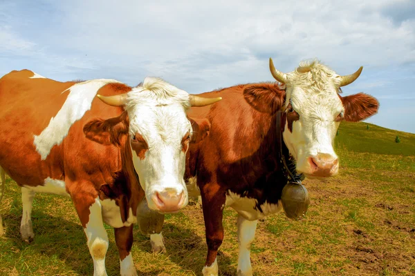 Cows in the mountains with horns and cowbells — Stock Photo, Image