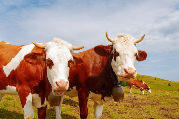 Two brown mountain cows with bells and horns — Stock Photo, Image