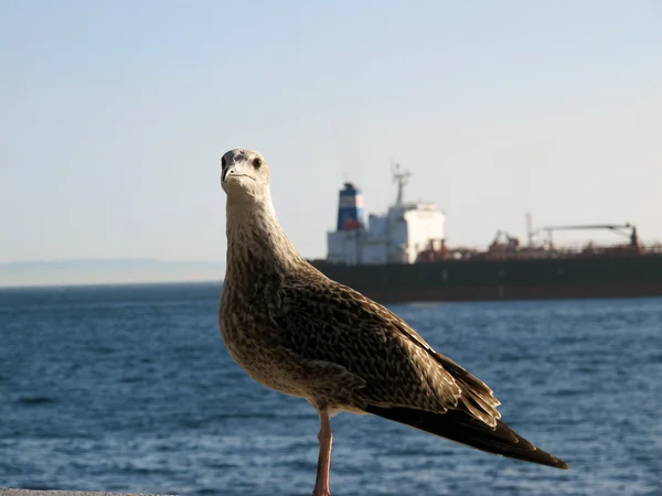 Gaviota —  Fotos de Stock