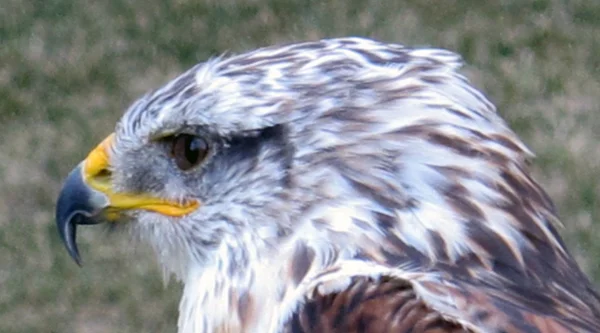 Eagle at rest — Stock Photo, Image