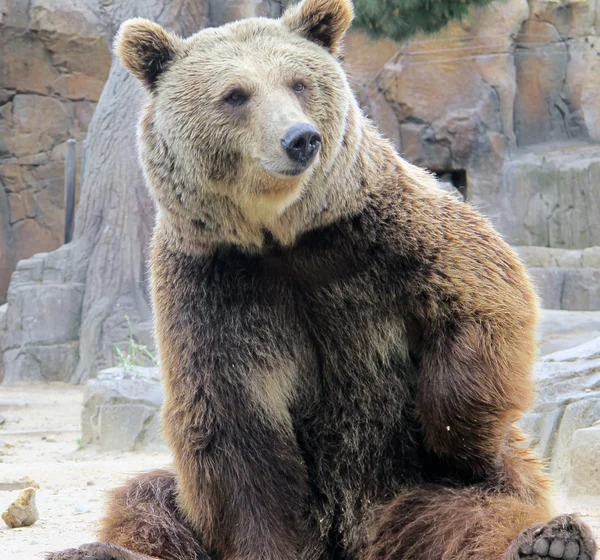 灰熊 — 图库照片