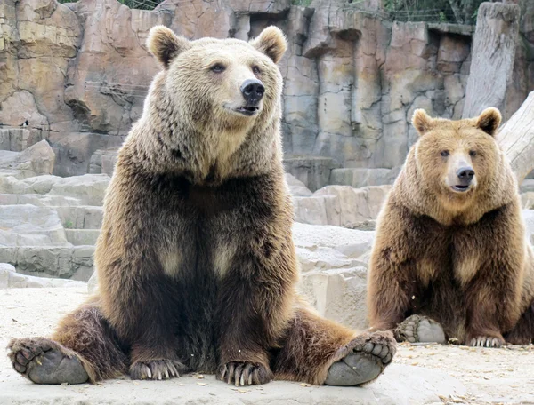 Grizzlys — Stockfoto