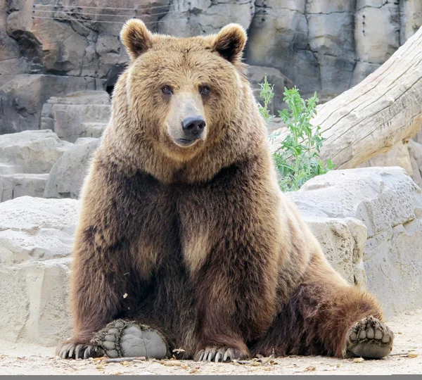 Grizzlys — Stockfoto