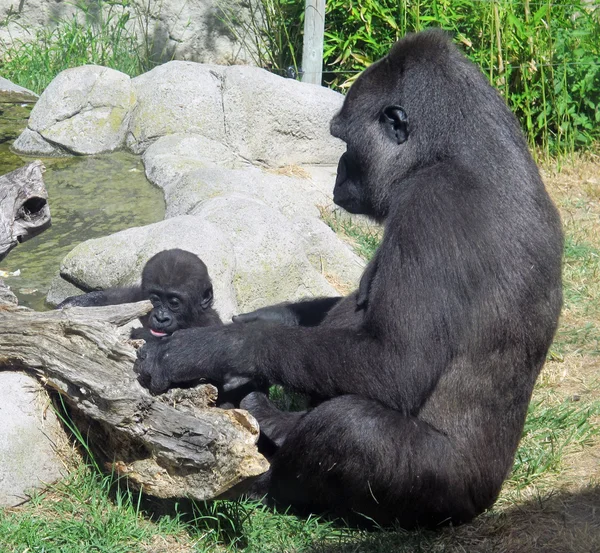 Gorilla med sin baby äter gräs — Stockfoto