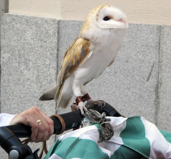 フクロウの家 — ストック写真