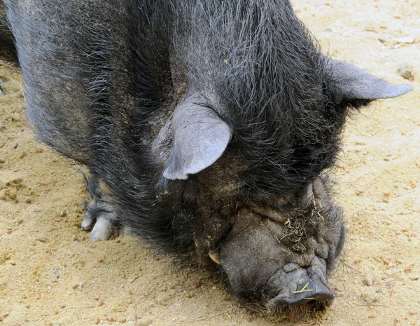 Schweinefleisch — Stockfoto