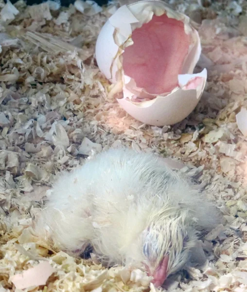 Newborn chick — Stock Photo, Image