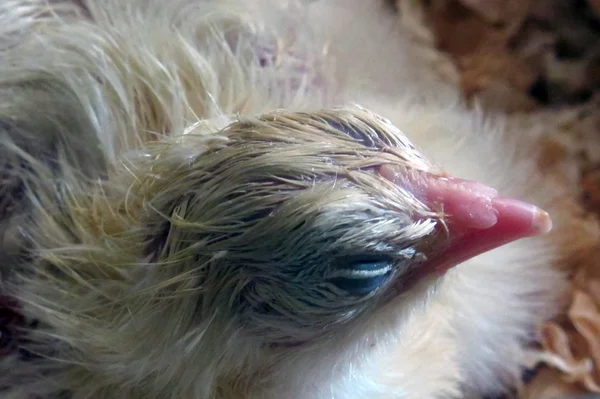 Pollito recién nacido — Foto de Stock