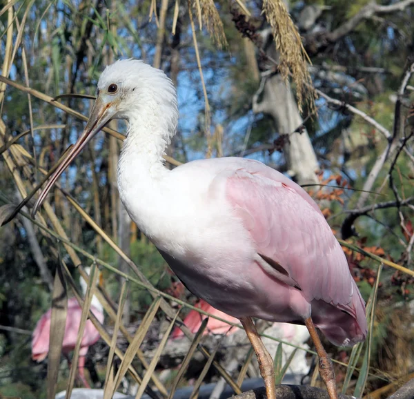 Exotic bird — Stock Photo, Image