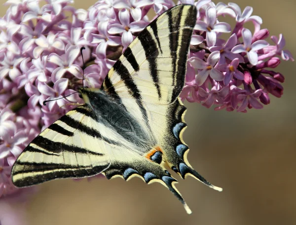 Mariposa. — Foto de Stock