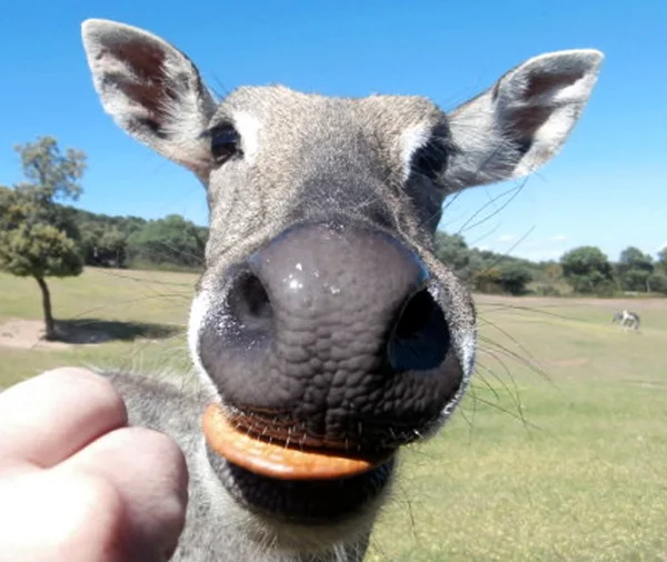 Drôle de manger des animaux — Photo