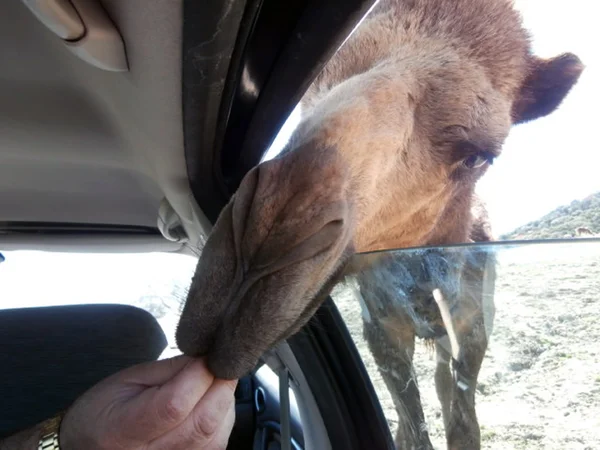 Divertente mangime animale — Foto Stock