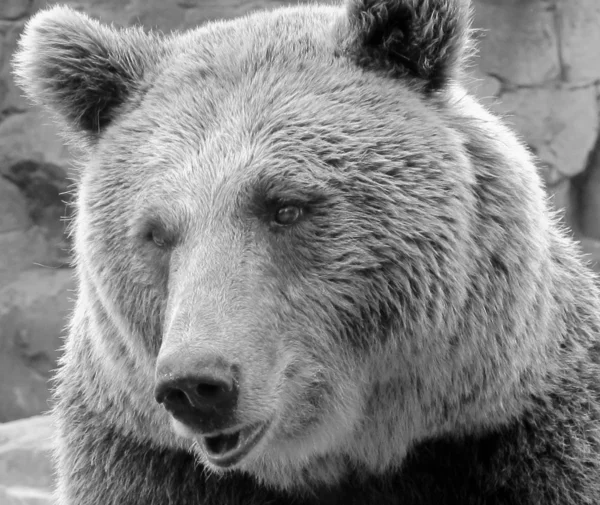 Grizzly — Stockfoto