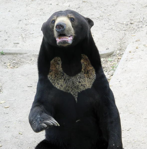 Grizzlybjörn — Stockfoto