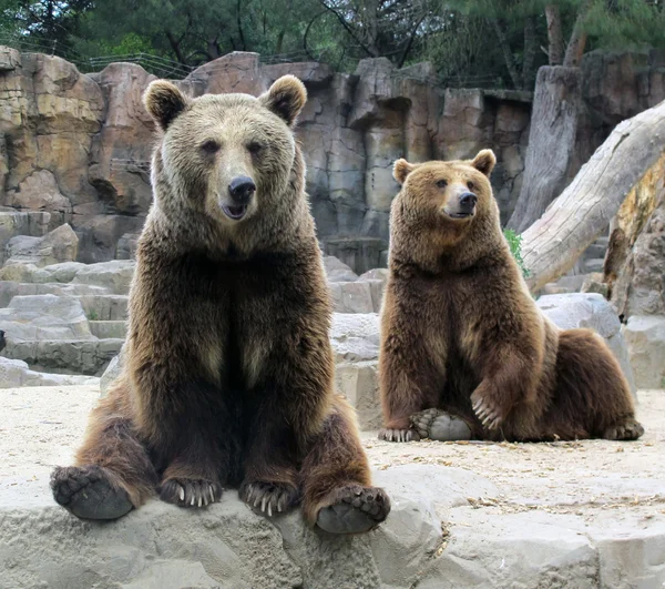 Grizzlys Stockbild